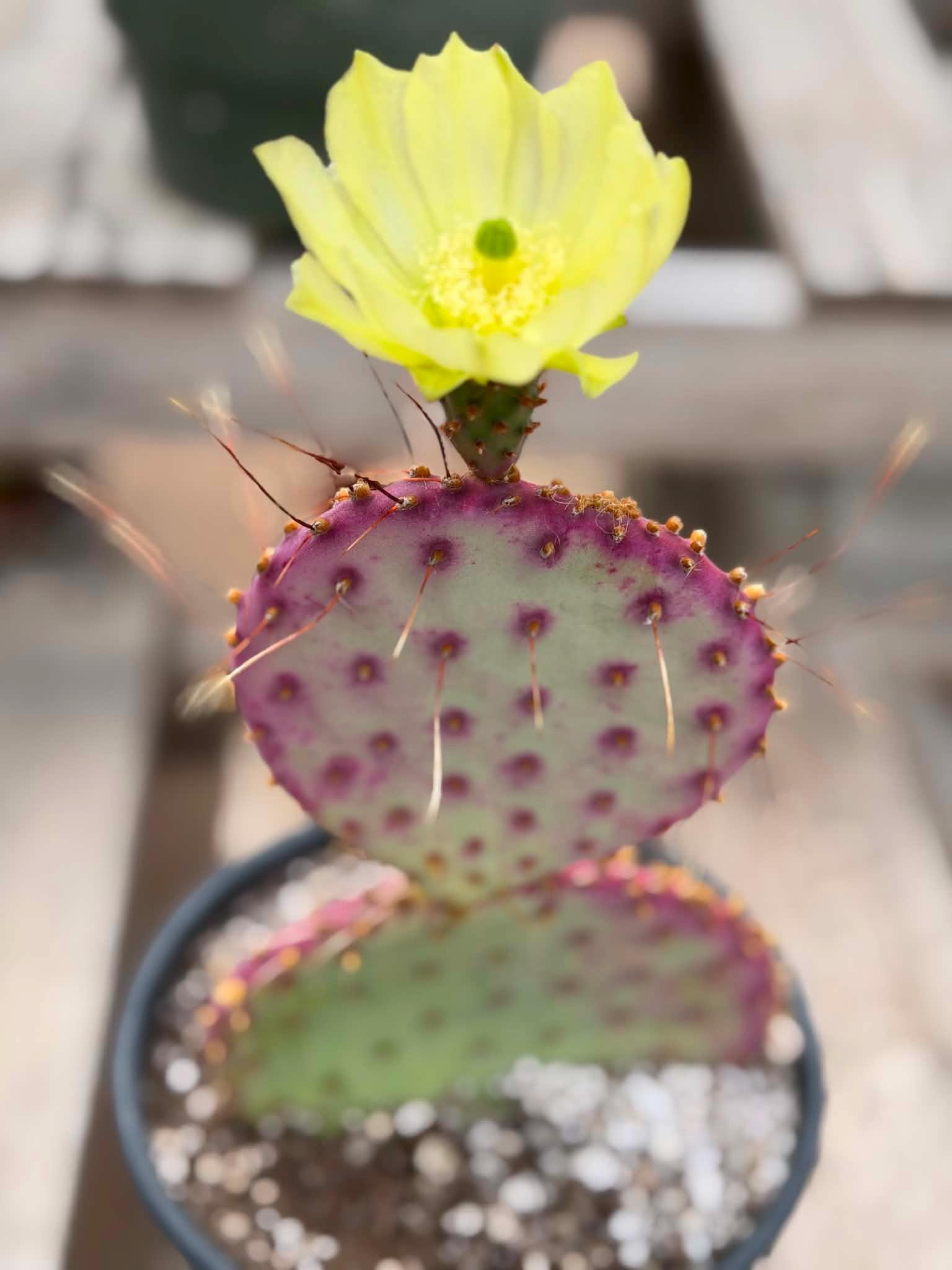 Opuntia Santa Rita Prickly Pear - Purple Cactus Home Decor Rare