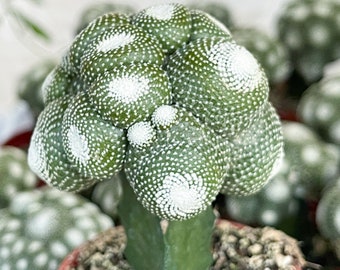 2.5” Blossfeldia liliputan cactus | Rare Cactus | Graft Cactus