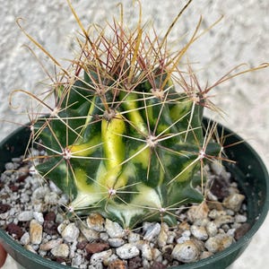 Ferocactus Hamatacanthus Variegated Live Plant Unique Succulent Easy Care Cactus Live Succulent Plant for Cactus Collection