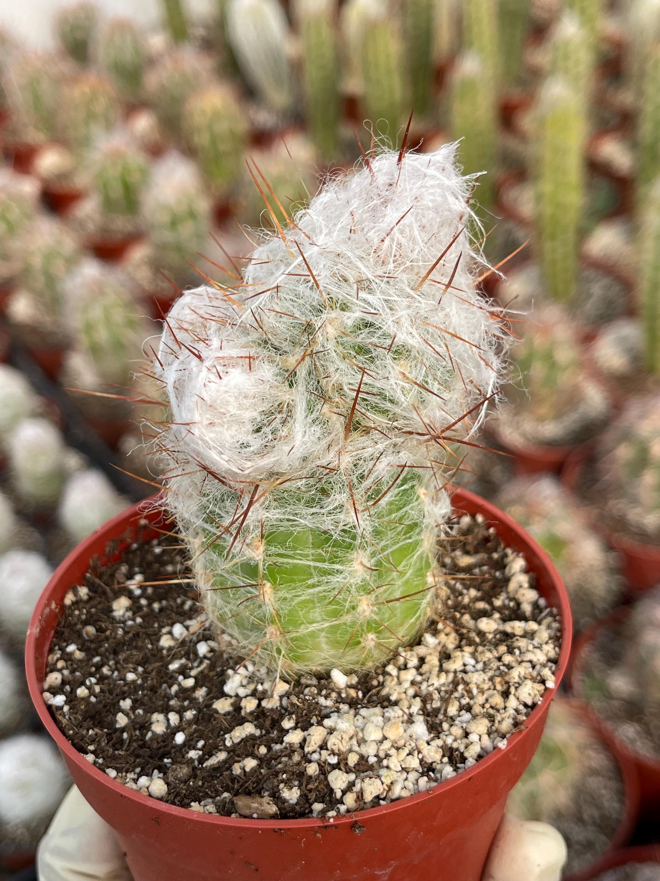 デ*オ様 希少 METEORATOYZ Cactus メテオトライズ ミラーハン Oreocereus Trollii | Old Man Cactus | Live Cactus Rare Cactus Live