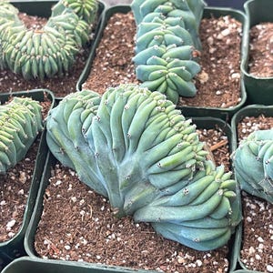 Crested Myrtle Blue Cactus Blue Candle Cactus Colorful Cactus Unique Crested Cactus Low Maintenance Succulent gift