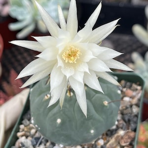 May include: A close-up of a flowering cactus in a small green pot. The cactus has a large, white, star-shaped flower with a yellow center. The cactus itself is a dark green color with small white spots. The pot is filled with small pebbles.