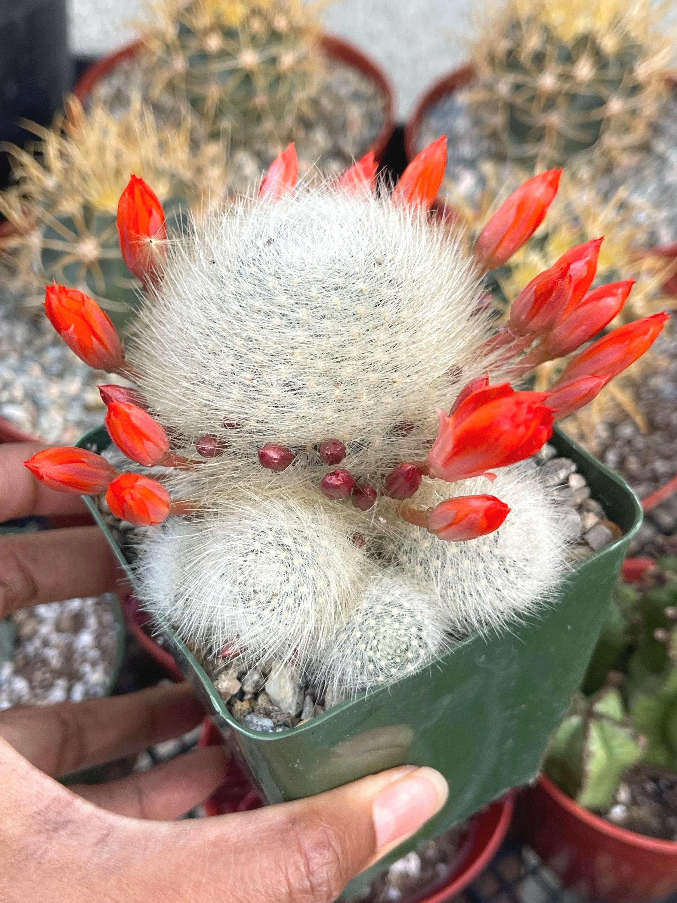 Rebutia Albipilosa | Rare White Cactus Cactus Succulent Cactus Plant Unique  Desert Plant Easy Care Outdoor Plant Rare Cactus Gift - Etsy