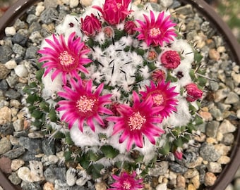 Gymnocalycium Kikko | Gymnocalicium Transformer | Live Cactus | Live Plant  - Etsy
