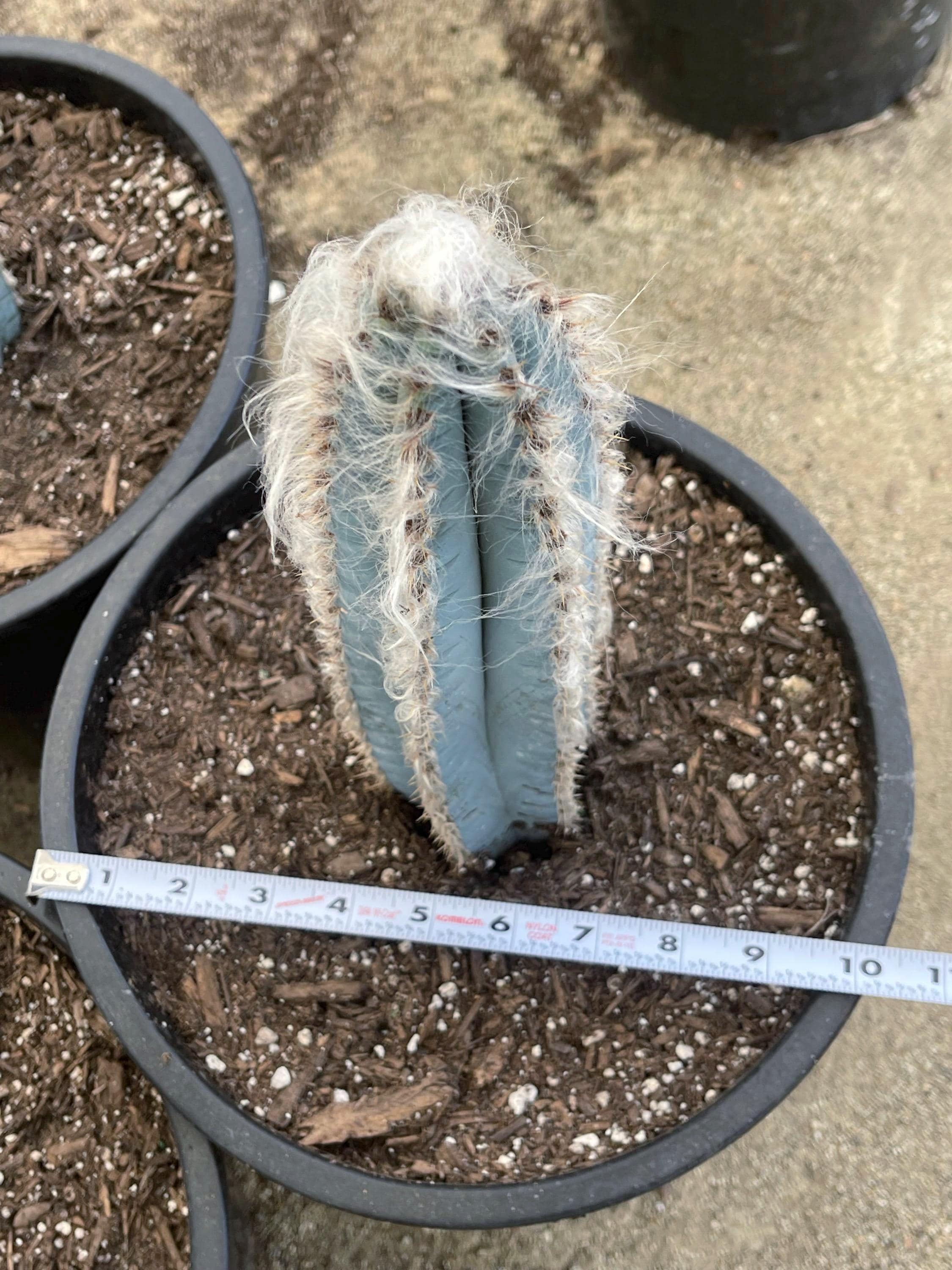 アガベ Blue cactus Hairy Blue Cactus | Pilosocereus Pachycladus | Live Plant Rare