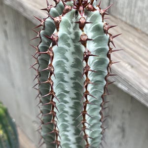Euphorbia Confinalis | Rare Plant | Live Plant, Exotic Cactus, Cactus Succulent, Unique Cactus Plant, Easy Care Indoor Plant