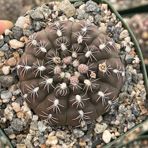 Gymnocalycium Baldianum Live Plant Unique Succulent Easy Care Cactus Live Succulent Cactus Collection for Home Decor