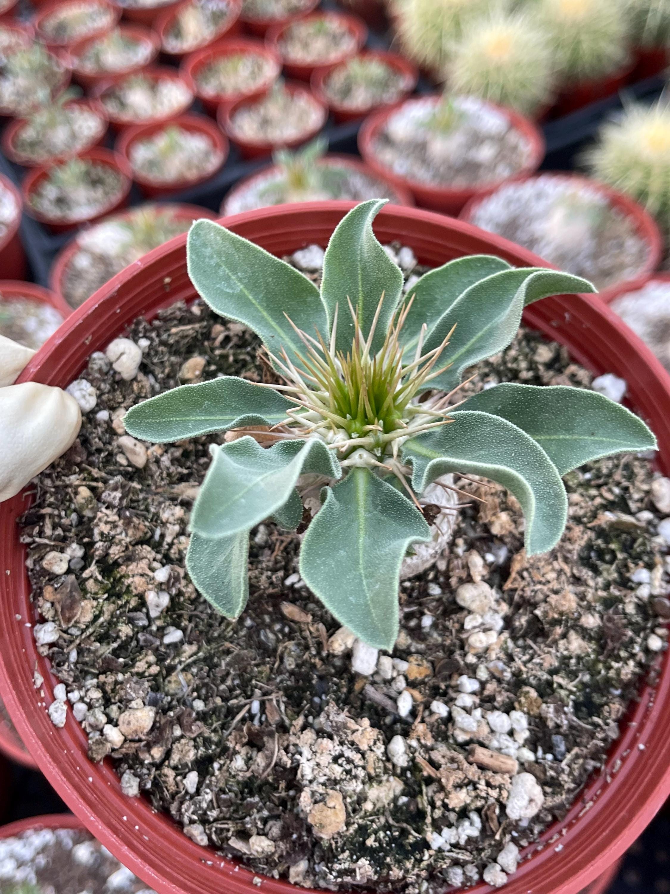 Pachypodium Gracilius - Etsy