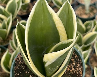 Sansevieria Star Power 4 Inch Rare | Snake Plant | Succulent | Indoor  Outdoor | Gift Ideas - Live Plant Plants - Etsy