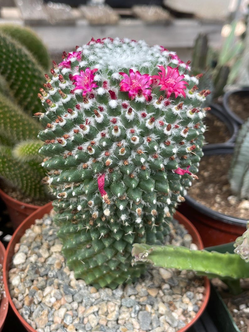 MeDeeCo Mammillaria Polythele Cactus - Thumbnail 2