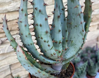 aloe vera for infants Aloe Vera 4 inch