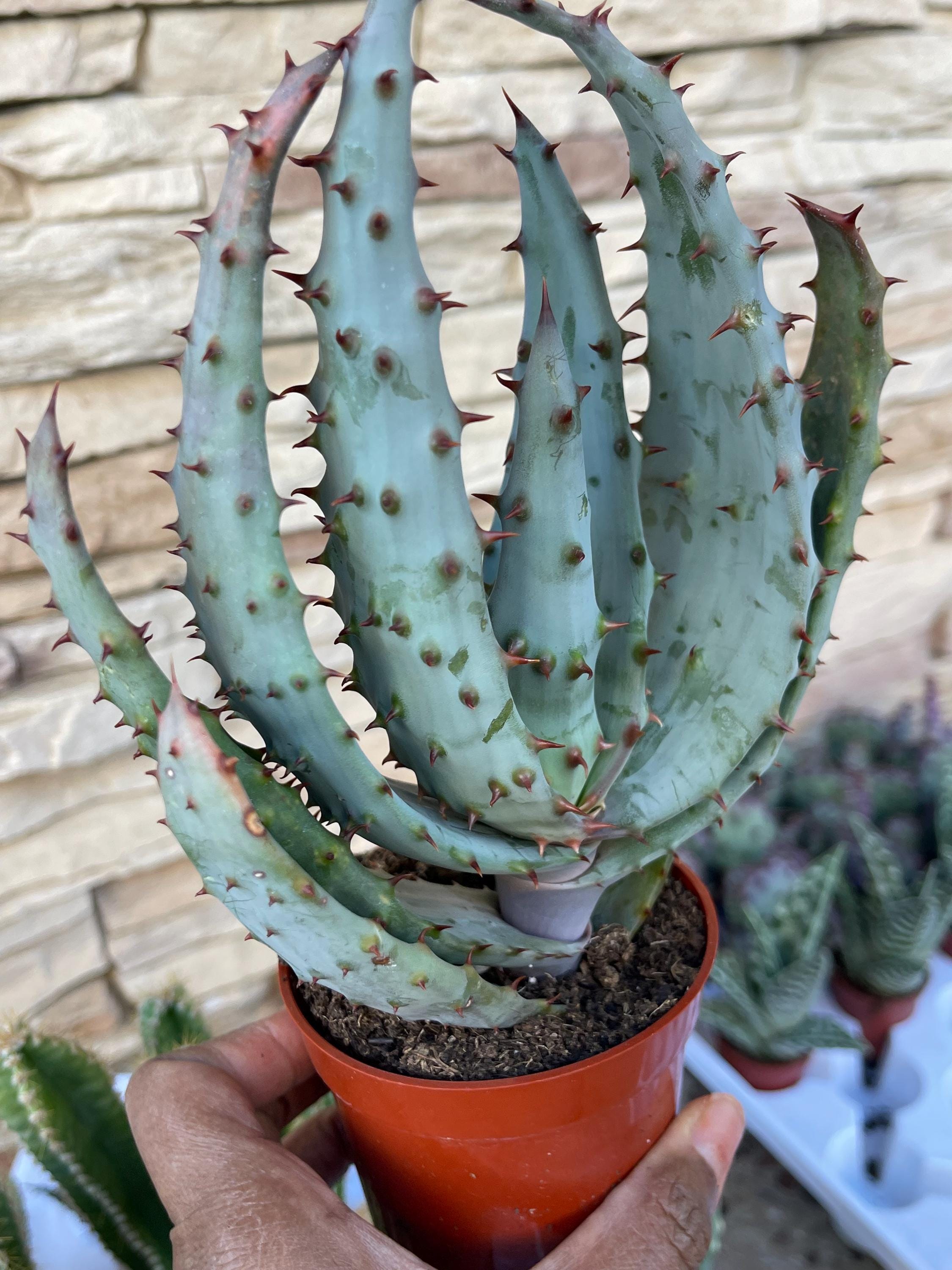 Aloe Marlothii | Mountain Spiky Aloe Drought Tolerant Succulent