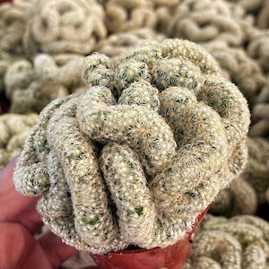 May include: Close-up of a Mammillaria elongata cactus, also known as a gold lace cactus, in a small red pot. The cactus has a dense cluster of cylindrical stems covered in small, white spines. Other similar cacti are in the background.