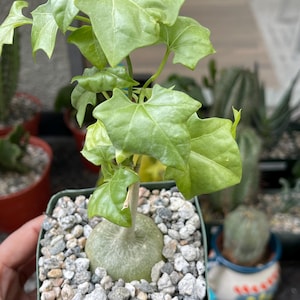 Gerardanthus Macrohizus | Live Plant Unique Succulent Easy Care Cactus Rare Cactus Plant for Cactus Collection Gift for Cactus Lover