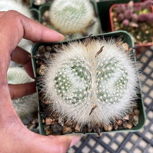 Rebutia Albipilosa  | Rare White cactus Cactus Succulent Cactus Plant Unique Desert Plant Easy Care Outdoor Plant Rare Cactus Gift