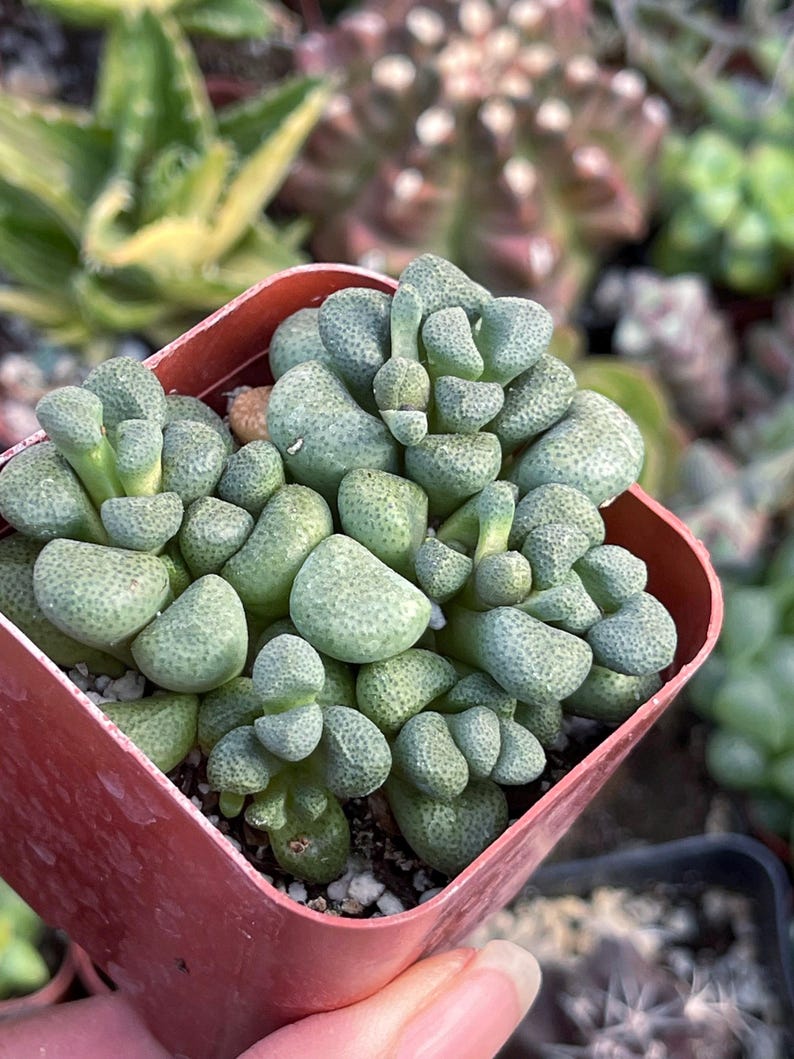 MeDeeCo Aloinopsis Schooneesii Succulent - Thumbnail 2