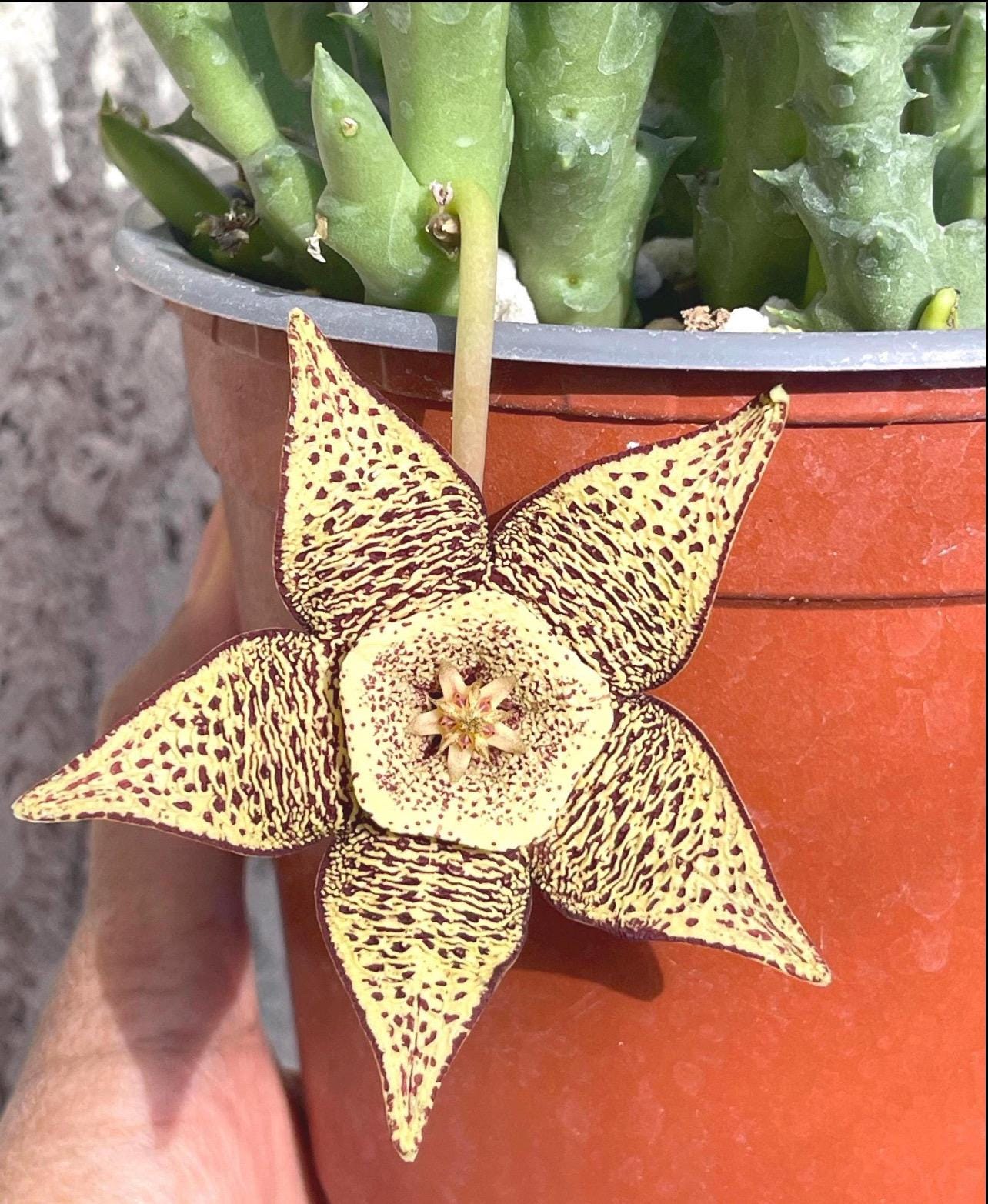 レインボーオーラ スタラクタイト フラワー Golden Stapelia Orbea | Starfish Flower | Life Saver | Rare