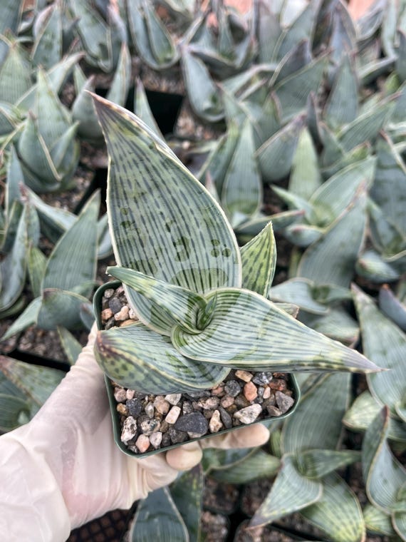 Aloe Karasbergensis | Live Aloe | Live Succulent