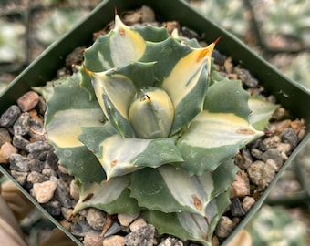 Anoectochilus Roxburghii Variegata Variegated 1.7