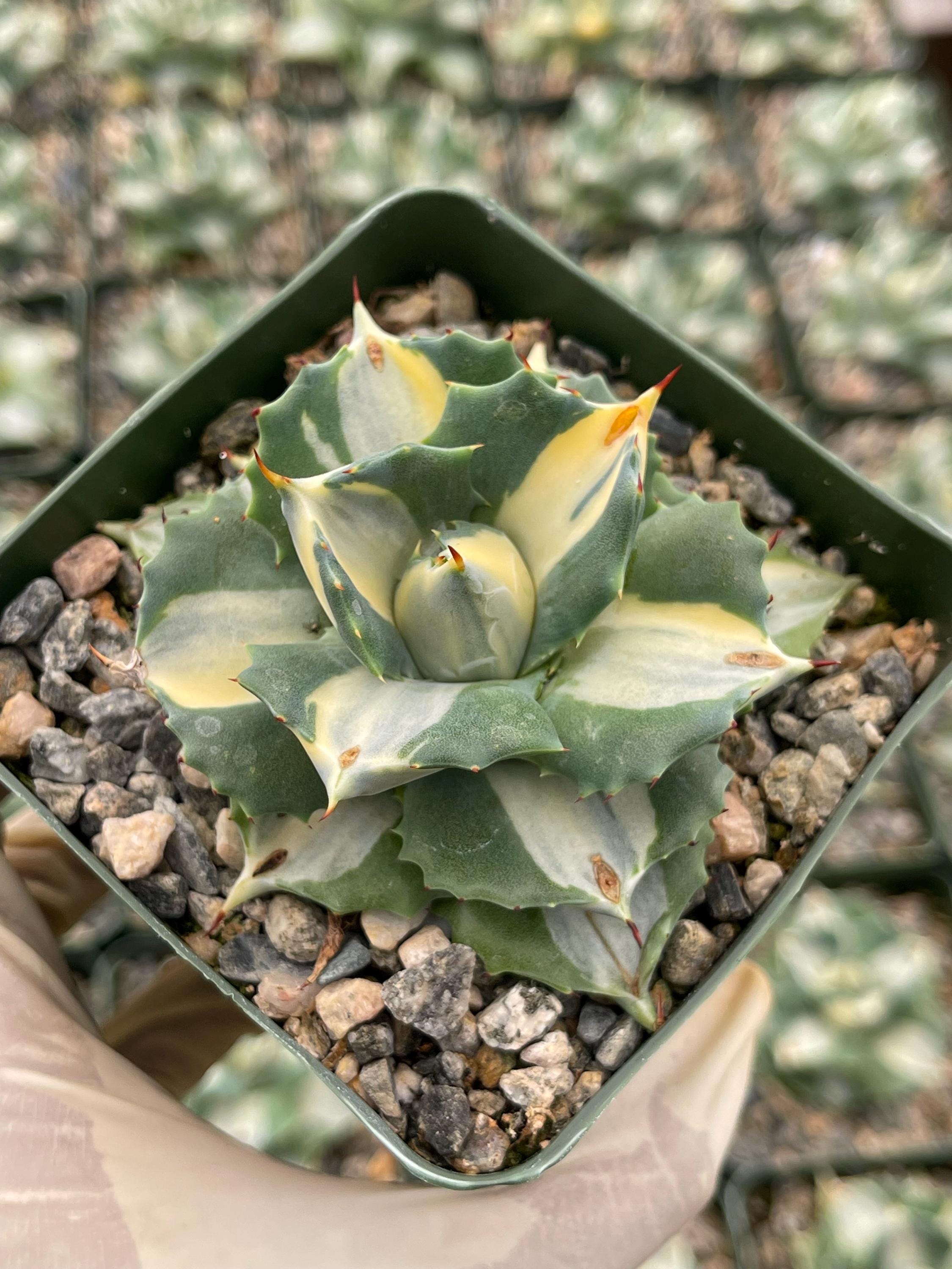 3.5” Isthmensis Ohi Raigin | Rare Agave Live Succulent Rare Plant