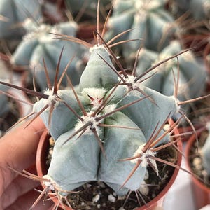 Echinocactus Ingens Live Plant | Unique Cactus for Sale | Indoor/Outdoor Live Cactus
