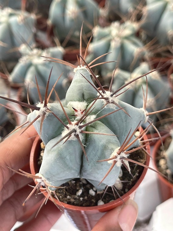 Echinocactus Ingens Live Plant | Unique Cactus for Sale | Indoor