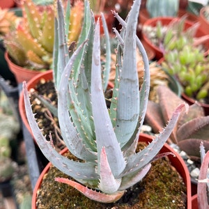 Aloe Blue Elf | Live Aloe | Colorful Succulent Rare Aloe Live Plant for Home Decor Succulent Garden Landscaping Plant