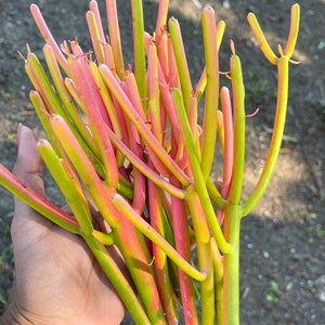 Fire Stick Cutting | Euphorbia Tirucalli | Live Succulent | Pencil cactus