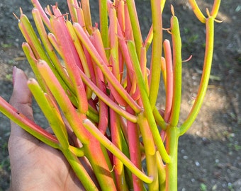 Fire Stick Cutting | Euphorbia Tirucalli | Live Succulent | Pencil cactus