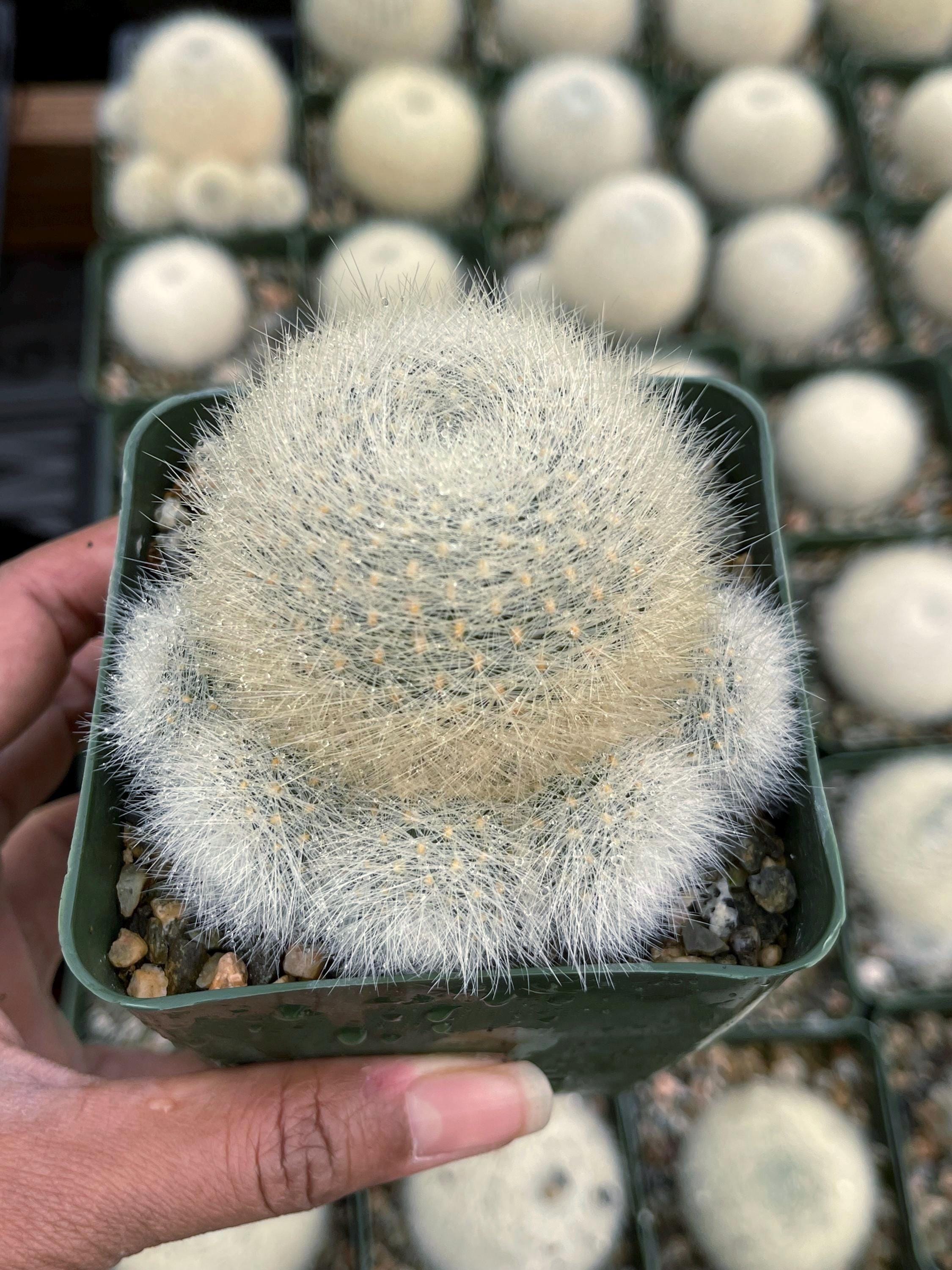 Rebutia Albipilosa | Rare White Cactus Cactus Succulent Cactus Plant Unique  Desert Plant Easy Care Outdoor Plant Rare Cactus Gift - Etsy