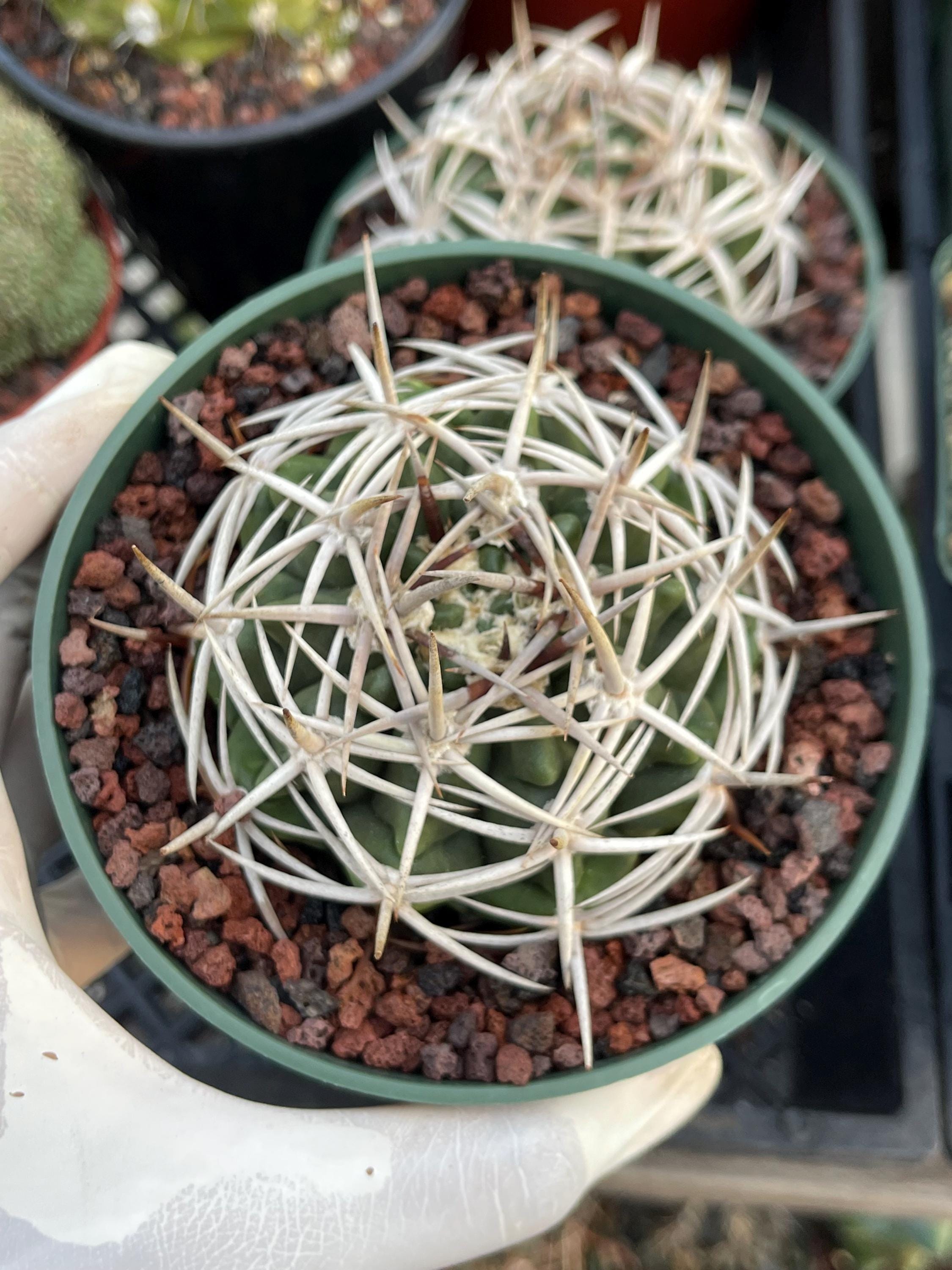 mammillaria elongata blte Mammillaria elongata