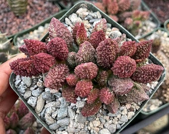Könnte beinhalten: Ein kleiner, quadratischer grüner Topf gefüllt mit einer Sukkulentenpflanze. Die Pflanze hat kleine, strukturierte, rot-violette Blätter und ist von kleinen grauen und weißen Kieselsteinen umgeben. Weitere Sukkulenten sind im Hintergrund zu sehen.