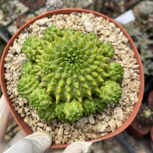 Euphorbia Susannae Cluster | Live Plant | Live Succulent
