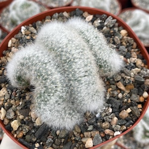 Mammillaria Baumii Crested | Unique Cactus Rare Succulent Live Succulent Live Plant Unique Desert Plant Easy Care Outdoor Rare Cactus