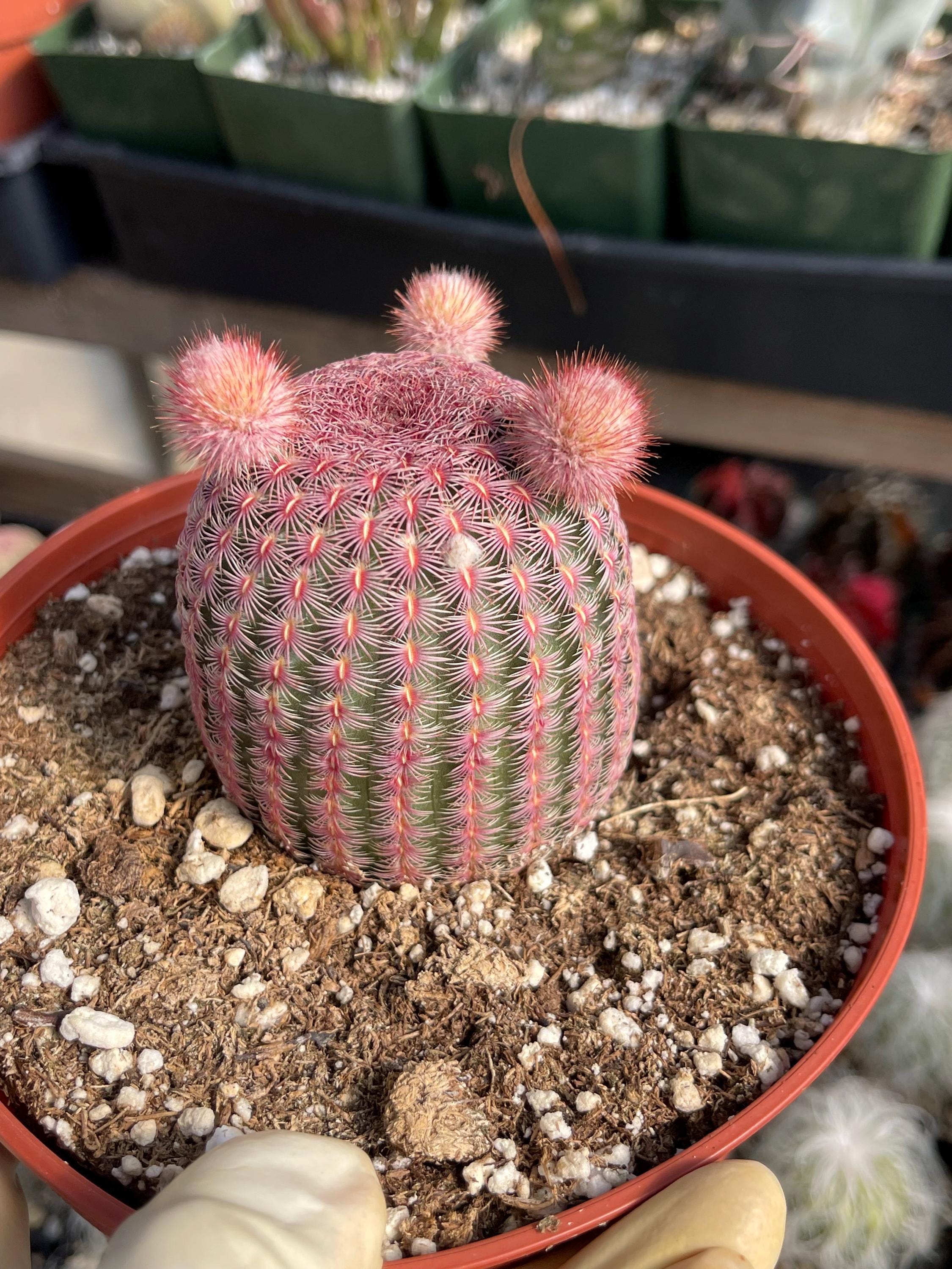 Rainbow Cactus  Rare Cactus, Colorful Succulent, Colorful Cactus, Easy  Care Cactus Gift - Etsy
