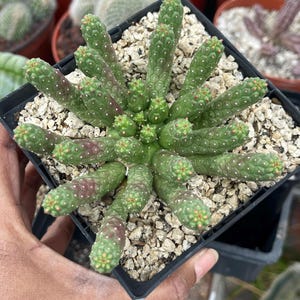 Euphorbia Colliculina  | Live Plant | Live Succulent