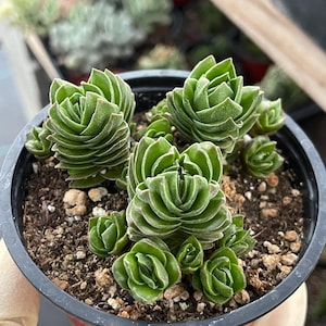 May include: A potted succulent plant with stacked, layered green leaves. The plant is in a black plastic pot filled with soil and small rocks. The leaves have a textured appearance, and the plant is a vibrant green color.