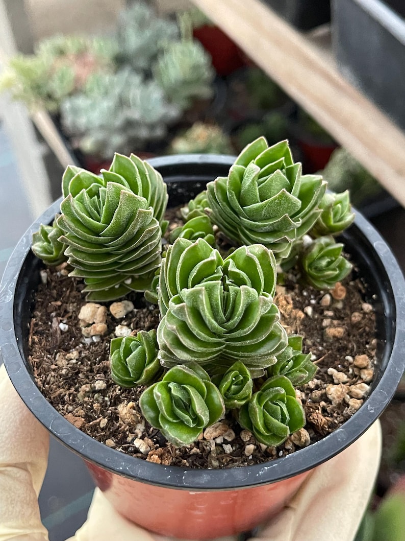 May include: A potted succulent plant with stacked, layered green leaves. The plant is in a black plastic pot filled with soil and small rocks. The leaves have a textured appearance, and the plant is a vibrant green color.