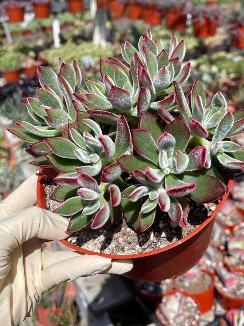 Echeveria Pulvinata Echeveria Red Velvet Ruby Slippers Rare Succulent echeveria-pulvinata-echeveria-red-velvet-ruby-slippers-rare-succulent