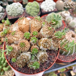Euphorbia Japonica – Live Plant, Unique Succulent, Easy Care Cactus, Live Succulent Plant, Compact Succulent, Rare Plant, Home Decor Garden