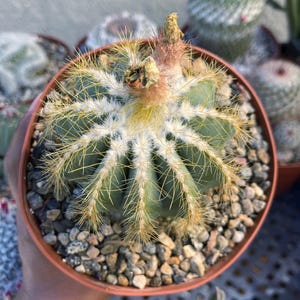 Notocactus Magnificus | Balloon Cactus | Live Plant Unique Succulent Easy Care Cactus Colorful Cactus Plant for Cactus Collection