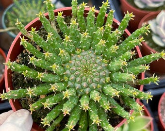 cactus stickers Not a Hugger Cute Cactus Sticker for Hydroflask & Laptop – Sentinel Supply