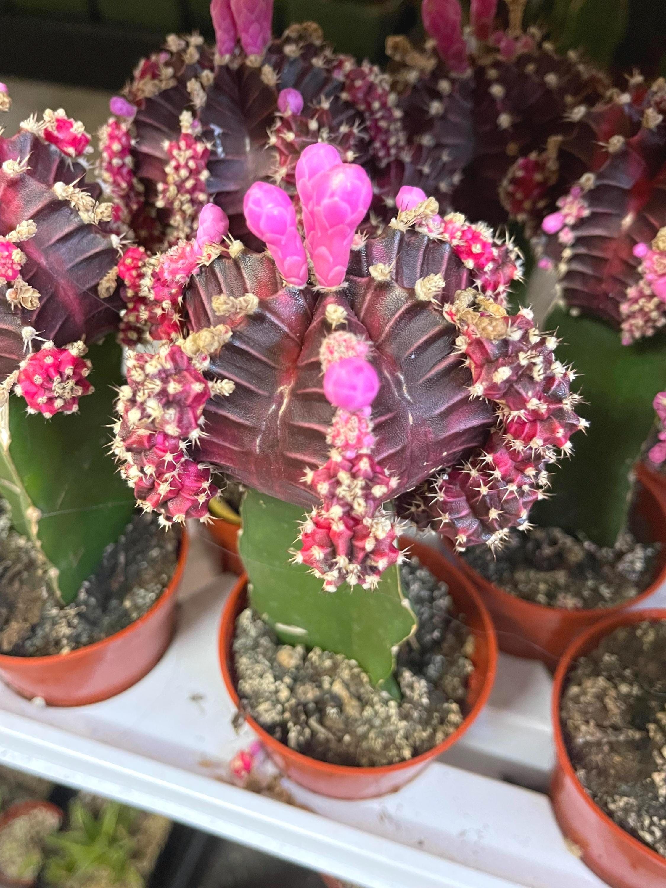 タンザニア産　ホウセキカミキリ　32mm 31mm Gymnocalycium Mihanovichii | Graft Cactus | Live Cactus - Etsy