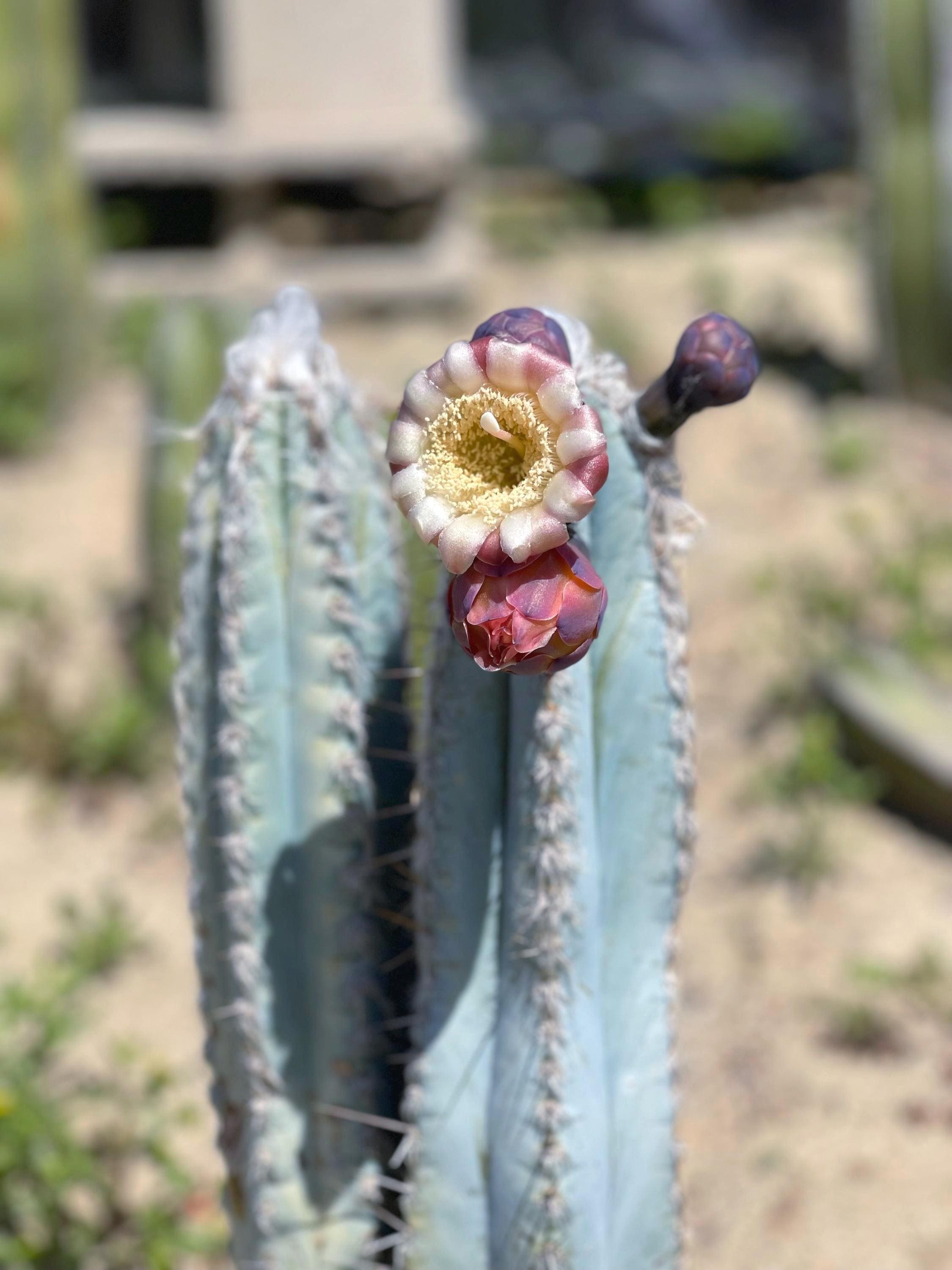 アガベ Blue cactus Hairy Blue Cactus | Pilosocereus Pachycladus | Live Plant Rare