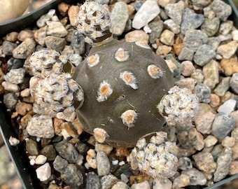 Tephrocactus Molinensis | Tephrocactus Cactus | Live Cactus | Live Plant