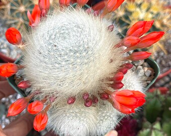 Rebutia Albipilosa | Rare White cactus Cactus Succulent Cactus Plant Unique  Desert Plant Easy Care Outdoor Plant Rare Cactus Gift