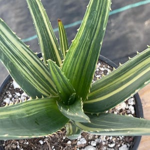aloe vera kaufen blatt Aloe Vera | kaufen main image 1