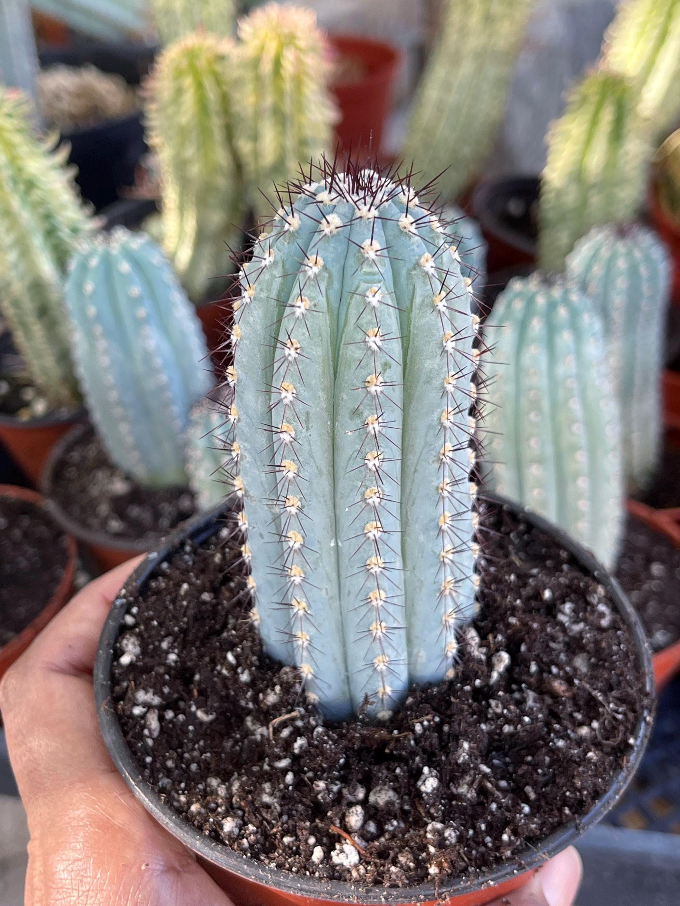 アガベ Blue cactus アガベ Blue cactus 7-9cm Agave titanota 'Blue