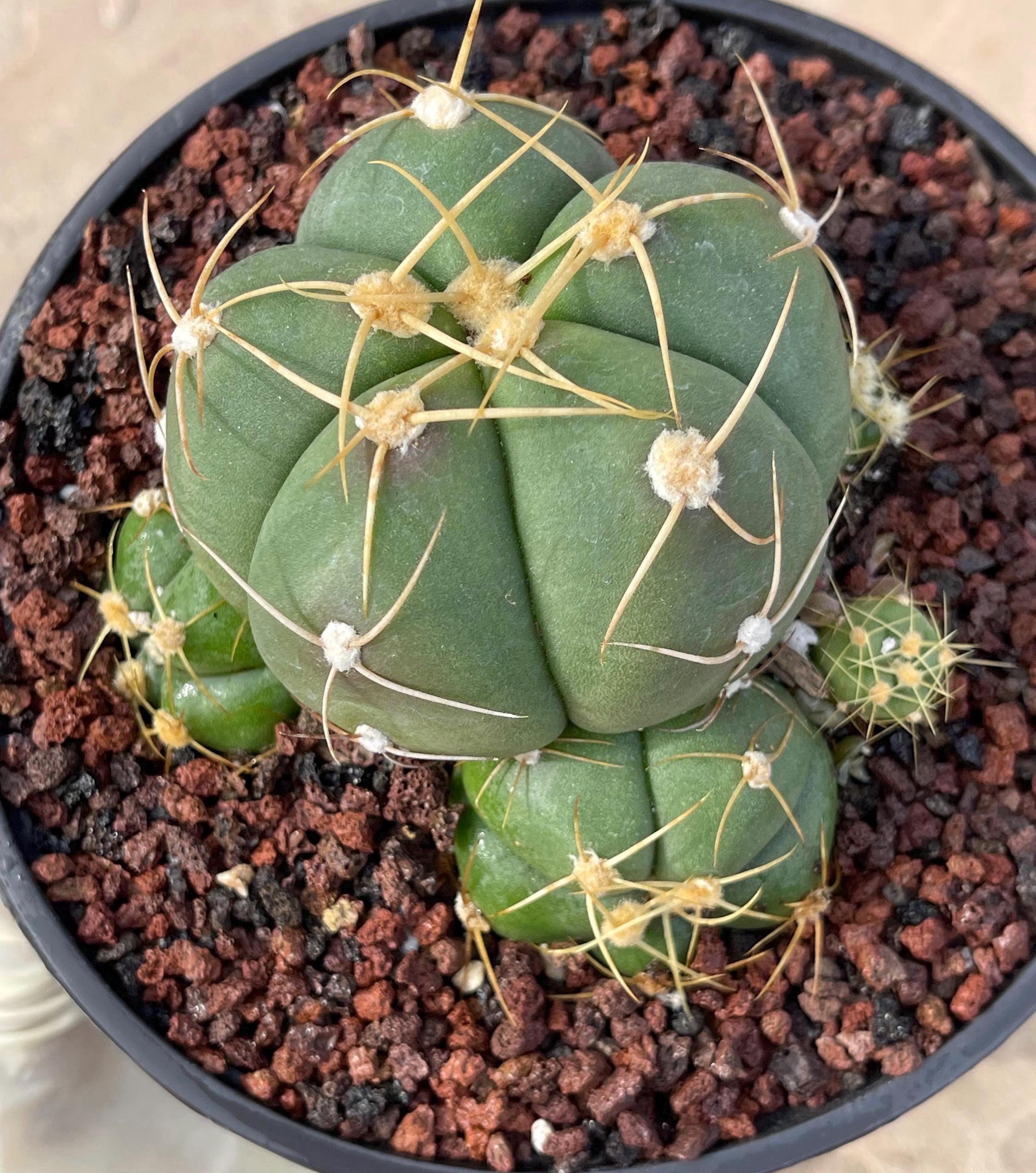 Gymnocalycium Horstii | Rare Cactus | Compact Rare Cactus Live Plant for  Home Decor Desert Garden Landscaping Plant Design - Etsy
