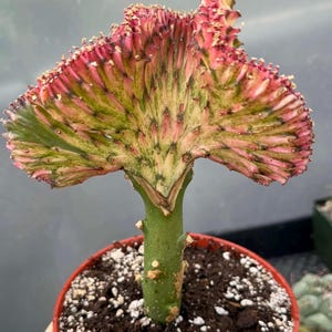 Coral Cactus Crested Euphorbia | Live Plant Unique Succulent Easy Care  Cactus Succulent Plant Cactus Collection for Cactus Lover - Etsy